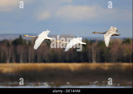 Whooper cigni (Cygnus Cygnus), battenti famiglia animale, Hornborgasjoen, Vaestergoetland, Svezia, Scandinavia, Europa Foto Stock