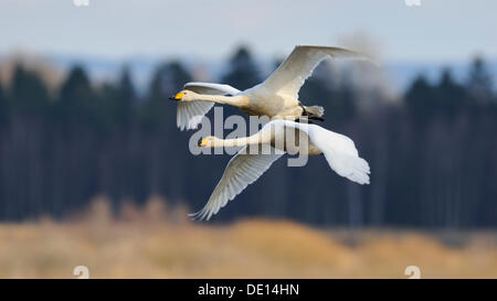 Whooper cigni (Cygnus Cygnus), battenti coppia di allevamento, Hornborgasjoen, Vaestergoetland, Svezia, Scandinavia, Europa Foto Stock