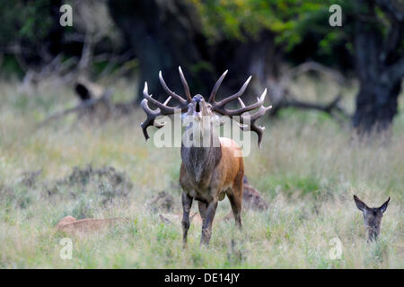 Il cervo (Cervus elaphus), bugling stag dominante con harem o gruppo di cerve, Klampenborg, Copenhagen, Danimarca e Scandinavia Foto Stock