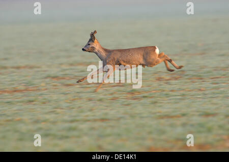 Unione Il capriolo (Capreolus capreolus), il capriolo in esecuzione attraverso un campo, riserva della biosfera, Svevo, Baden-Wuerttemberg Foto Stock