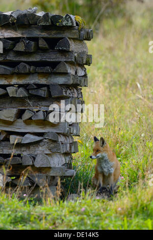 Red Fox (Vulpes vulpes vulpes), nascondere per sicurezza dietro un woodpile, Sihl foresta, Svizzera, Europa Foto Stock