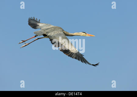 Airone cinerino (Ardea cinerea) in volo, Stoccarda, Baden-Wuerttemberg Foto Stock