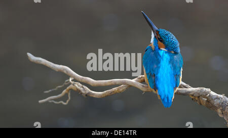 Kingfisher (Alcedo atthis) guardando verso l'alto per la sicurezza, riserva della biosfera, Svevo, Baden-Wuerttemberg Foto Stock