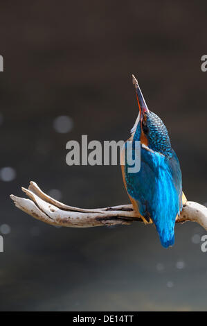 Kingfisher (Alcedo atthis) guardando verso l'alto per la sicurezza, riserva della biosfera, Svevo, Baden-Wuerttemberg Foto Stock