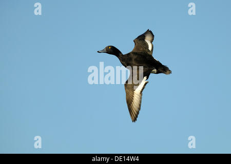 Moretta (Aythya fuligula), Drake in volo, Texel, isole Wadden, Paesi Bassi, Olanda, Europa Foto Stock