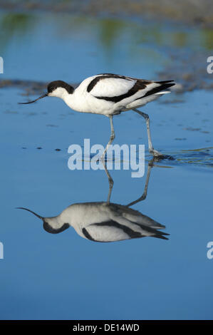 Pied Avocet (Recurvirostra avosetta), con la sua riflessione, Texel, isole Wadden, Paesi Bassi, Olanda, Europa Foto Stock