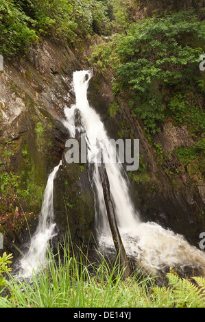 Protetto British bosco con ben stabiliti bosco di roverella coperti di felci licheni e muschi e i diavoli rientrano a ponte Foto Stock