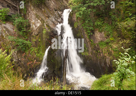 Protetto British bosco con ben stabiliti bosco di roverella coperti di felci licheni e muschi e i diavoli rientrano a ponte Foto Stock