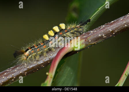 Rusty Tussock Moth o Vaporer (Orgyia antiqua) sul ramo di un uccello ciliegio (Prunus padus), West Jutland, Danimarca Foto Stock