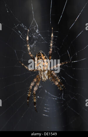 Giardino europeo Spider, Cross Spider o Croce Orbweaver (Araneus diadematus) sul loro web Foto Stock