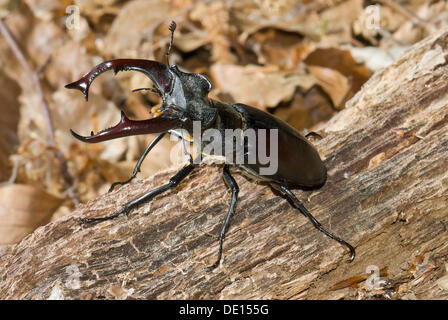 Stag beetle (lucanus cervus), maschio in postura aggressiva su legno, Dreieichenhain, Hesse Foto Stock