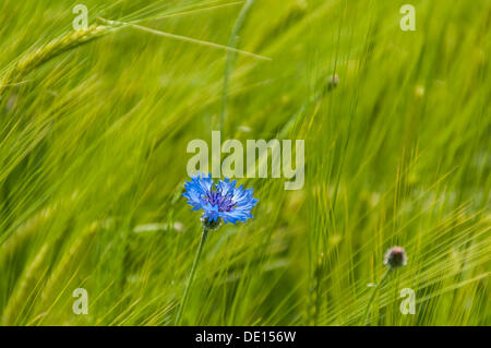 Fiordaliso (Centaurea cyanus) in un campo di orzo (Hordeum vulgare), Dreieich-Goetzenhain, Hesse Foto Stock