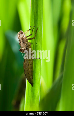 Pelle larvale o esuvia di una libellula tratteggiata su una foglia di Iris gialla (Iris pseudacorus), Moenchbruch Riserva Naturale, Hesse Foto Stock