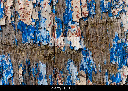 Il legno con vernice venuta fuori in scaglie Foto Stock