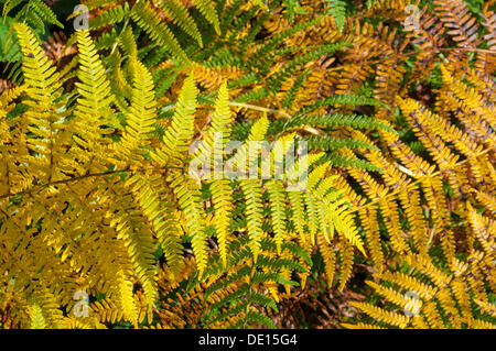 Autunno-colorato Bracken (Pteridium aquilinum) Foto Stock