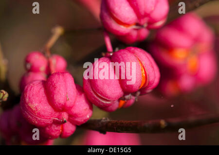 Mandrino europea (Euonymus europaeus), pianta velenosa, frutta, close-up Foto Stock