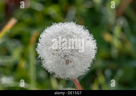 Tarassaco (Taraxacum officinale), tarassaco orologio con rugiada, Dreieich-Goetzenhain, Hesse Foto Stock