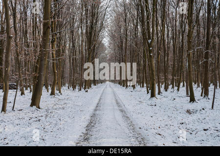 Coperte di neve percorso boschivo in una foresta di faggio, Moenchbruch riserva naturale, Mönchbruch Riserva Naturale, Mörfelden, Hesse, Germania Foto Stock