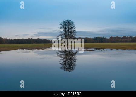 Diversi ontano nero (Alnus glutinosa) con riflessi nelle golene allagate nel tardo autunno, Moenchbruch riserva naturale Foto Stock