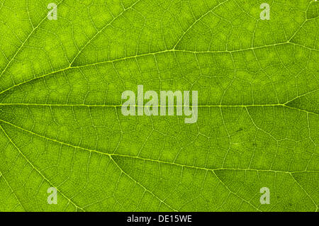 Struttura di anta di un grande ortica (Urtica dioica) della luce trasmessa in dettaglio Foto Stock