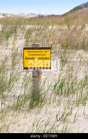 Accedi al centro di giovani Marram erba, erba piegata o Beachgrass (Ammophila), 'Dist uenenschutz Kuestenschutz', Tedesco per Foto Stock