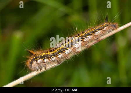 Caterpillar di bevitore tarma (Euthrix potatoria), Mönchbruch Riserva Naturale, Mörfelden, Hesse, Germania Foto Stock