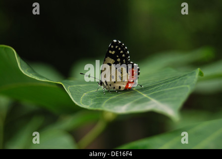 Il rosso Pierrot Butterfly Foto Stock