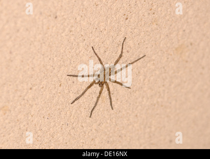 Lycosa Tarantula, un lupo ragno in una parete di notte. Il ragno più grande in Europa. Foto Stock
