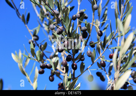 Rami di ulivo con olive e frutta a nocciolo, frutti maturi Foto Stock