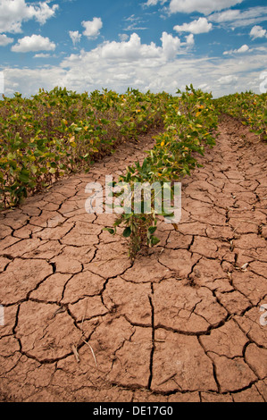 La siccità ha devastato le colture di mais Agosto 20, 2013 in Navasota, Texas. Foto Stock