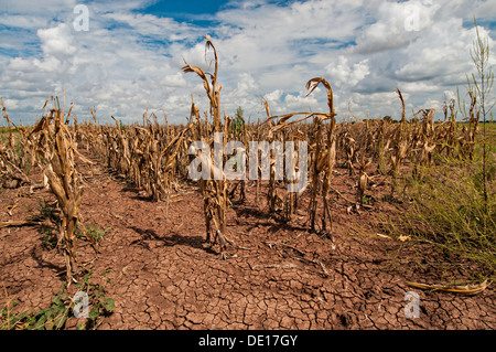 La siccità ha devastato le colture di mais Agosto 20, 2013 in Navasota, Texas. Foto Stock