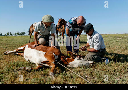 Gauchos taglio corno di bovini, Estancia San Isidro del Llano verso Carmen Casares, provincia di Buenos Aires, Argentina Foto Stock