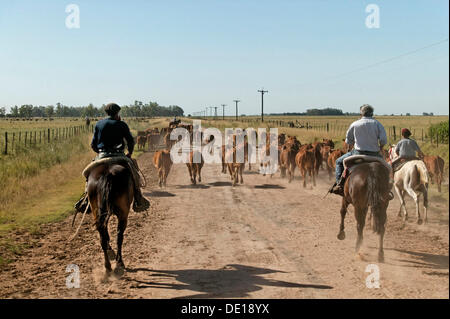 Gauchos a cavallo, alla guida di bovini, Estancia San Isidro del Llano verso Carmen Casares, provincia di Buenos Aires, Argentina Foto Stock