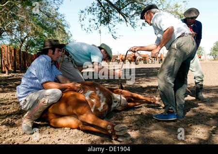 Gauchos con catturato bovini, Estancia San Isidro del Llano verso Carmen Casares, provincia di Buenos Aires, Argentina Foto Stock