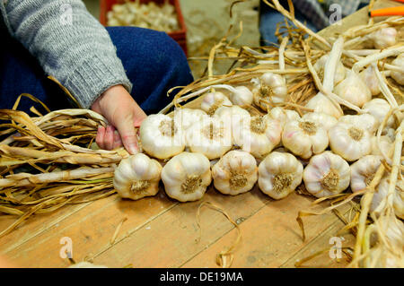 Raccolta di aglio rosa, regione Billom, Puy de Dome, Auvergne Francia, Europa Foto Stock
