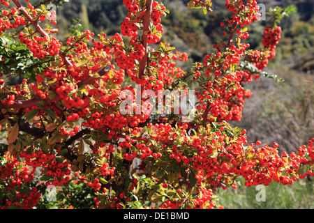 Frangola, Hippophae rhamnoides nota, anche willow arbor, arbor dune, Audorn, fagiano Berry, Haffdorn, Seedorn, Rosso di Sloe Berry e s Foto Stock