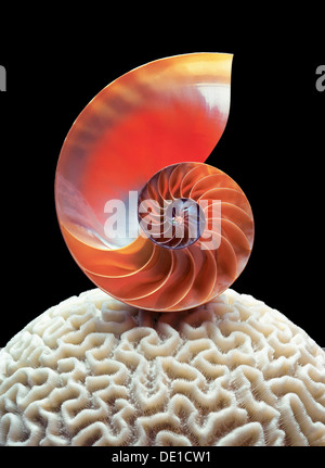 Nautilus shell sul round coral Foto Stock