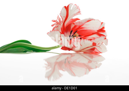 Varicolored tulip fiore con la riflessione Foto Stock