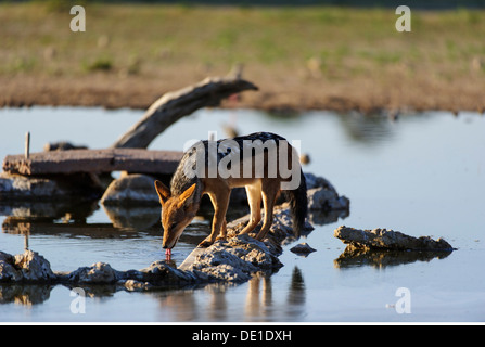 Zoologia / animali, mammifero / di mammifero, sciacalli, nero-backed Jackal, (Canis mesomelas), bere, Kgalagadi transfrontaliera Parco Nazionale, Botswana, Africa, distribuzione: Africa orientale e meridionale, Additional-Rights-Clearance-Info-Not-Available Foto Stock