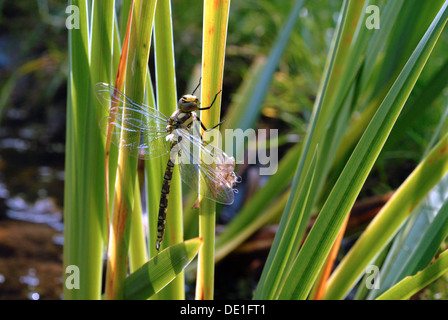 Dragonfly appena emerse dalla fase di ninfa. Foto Stock