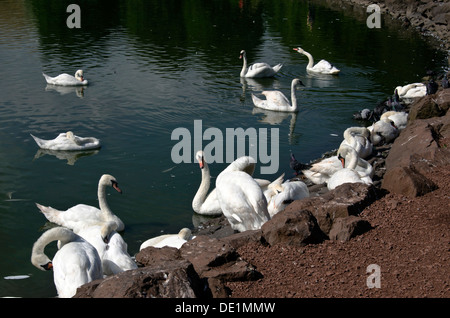 Cigni e piccioni sulla spiaggia di Santa Margherita di Loch in Holyrood Park, Edimburgo, Scozia. Foto Stock