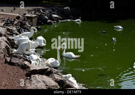 Cigni e piccioni sulla spiaggia di Santa Margherita di Loch in Holyrood Park, Edimburgo, Scozia. Foto Stock