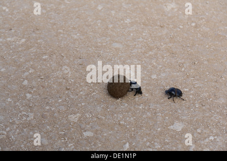 Dung beetle facendo rotolare una palla di sterco di elefante Foto Stock
