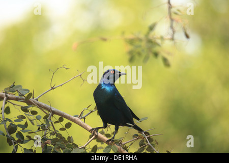 Cape Glossy Starling appollaiato su un ramo a Mpumalanga Provincia, Sud Africa Foto Stock