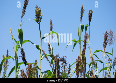 Fauna del Texas Foto Stock