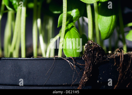 Vasi di basilico deriva Close-up Foto Stock