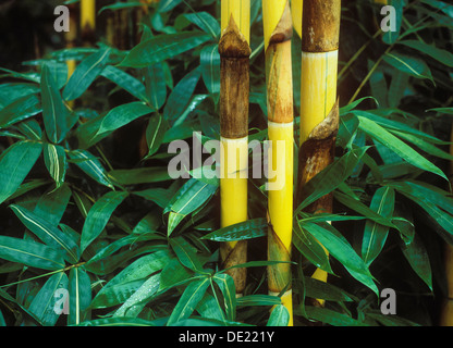 Giallo bambù (Bambuseae), Ubud, Bali, Indonesia Foto Stock