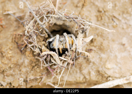 Tarantula o tarantola wolf spider (Lycosa tarantula) guardando fuori del nido Foto Stock