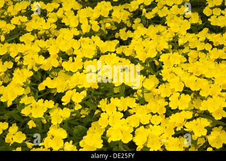 A stretta lasciava sundrops (Oenothera fruticosa), fiori gialli, Laval, Provincia di Quebec, Canada Foto Stock