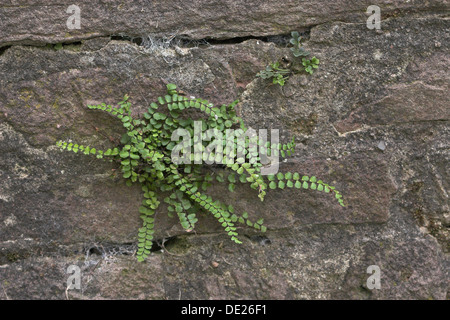 Maidenhair Spleenwort, in corrispondenza di una parete, Brauner Streifenfarn, Braunstieliger Streifenfarn un Mauer, Asplenium trichomanes Foto Stock